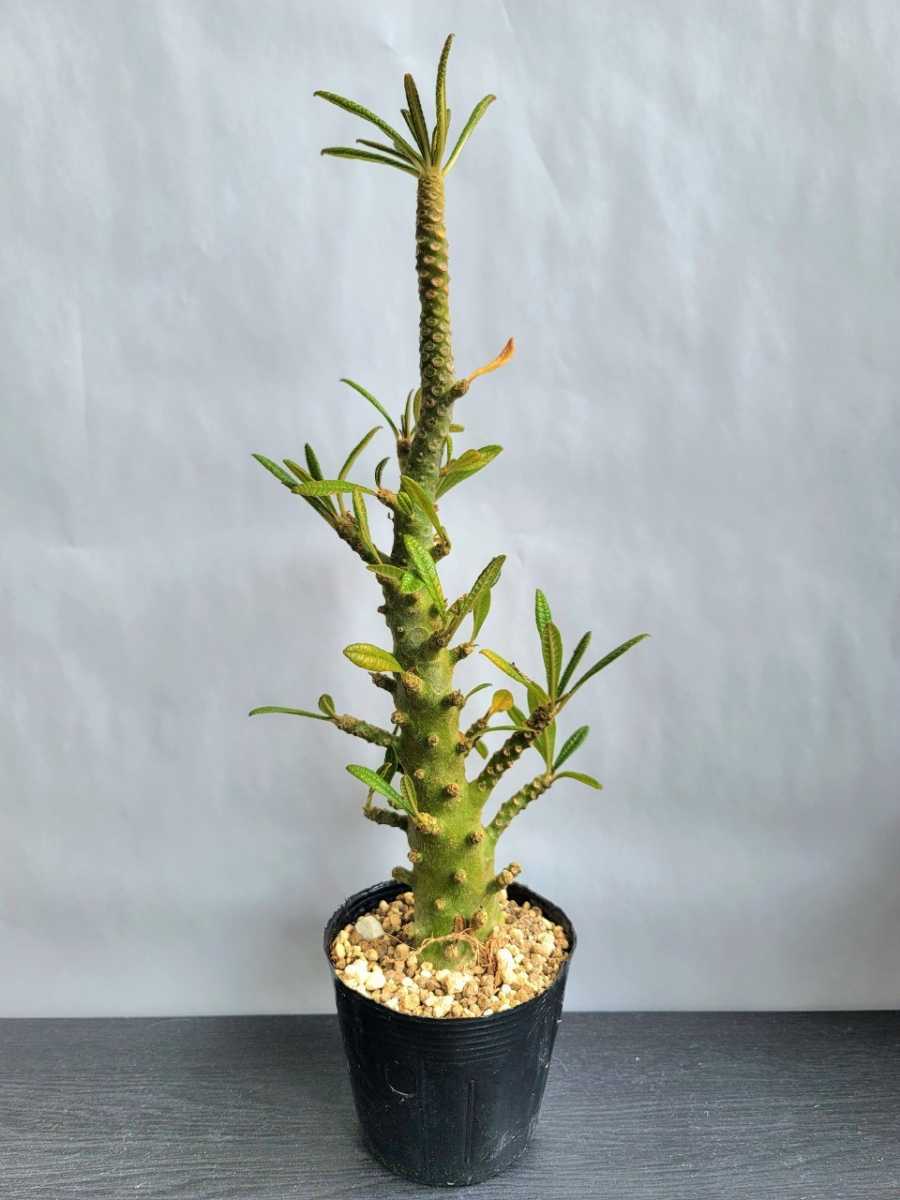 全国無料，お買い得 8/31入荷 レア 大株 Dorstenia gigas public clone 輸入 塊根植物 コーデックス パキポディウム オペルクリカリア コミフォラ 多肉植物(サボテン)｜売買されたオークション情報、yahooの商品情報をアー サボテン