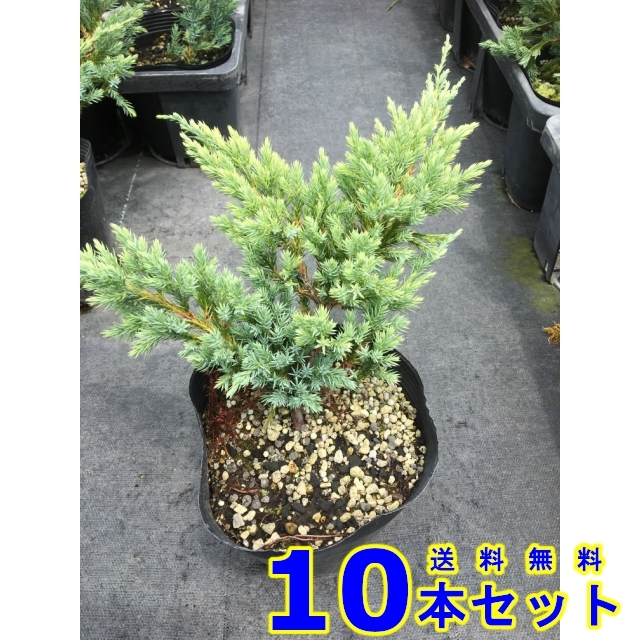 コニファー　ブルーカーペット (常緑樹　低木) 15.0ｐ 10本 グランドカバー　下草　雑草予防