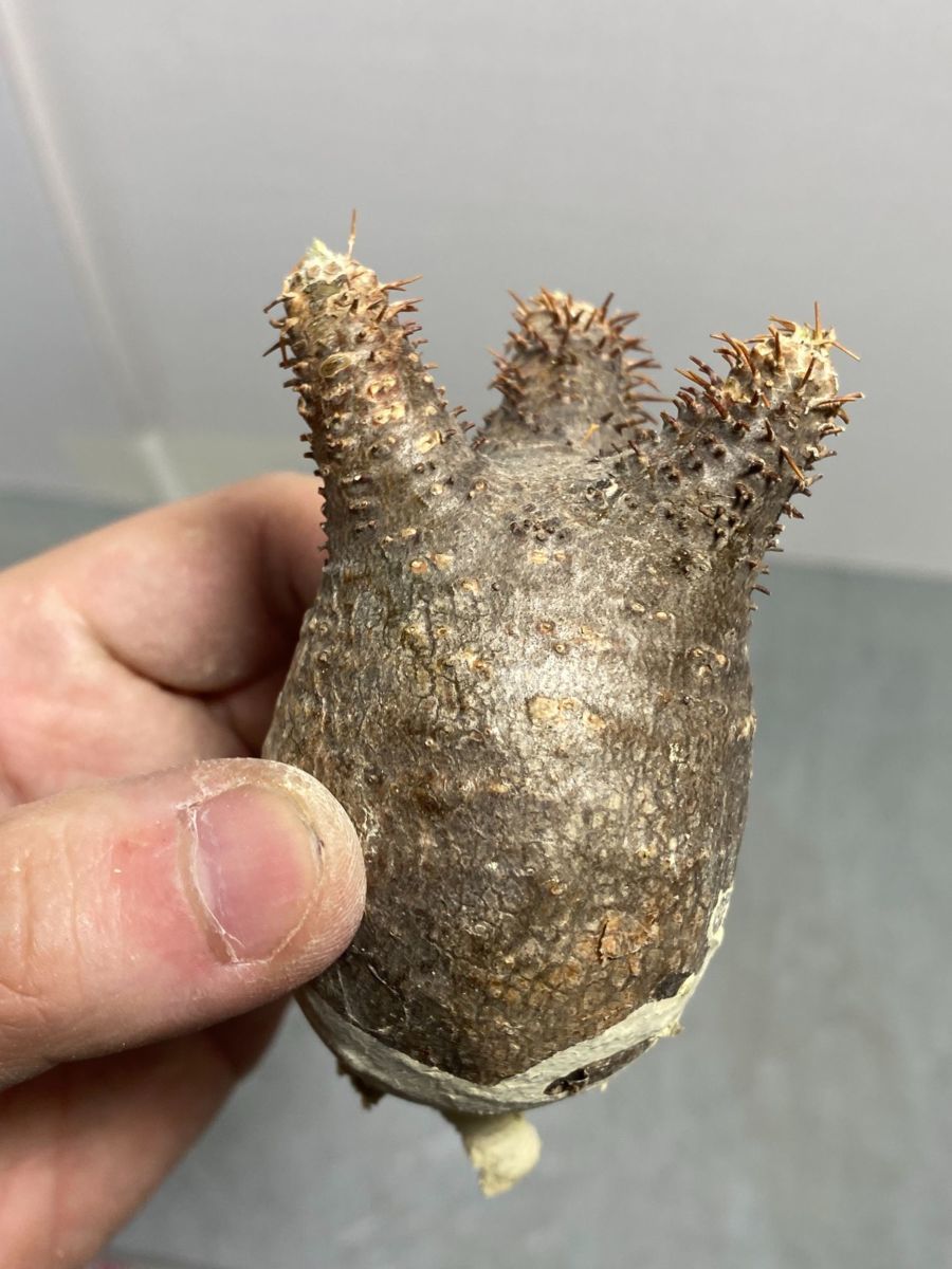 パキポディウム グラキリス 現地株　抜き苗発送 ト7080 「現地株」パキポディウム グラキリス S 抜き苗【/最新到着