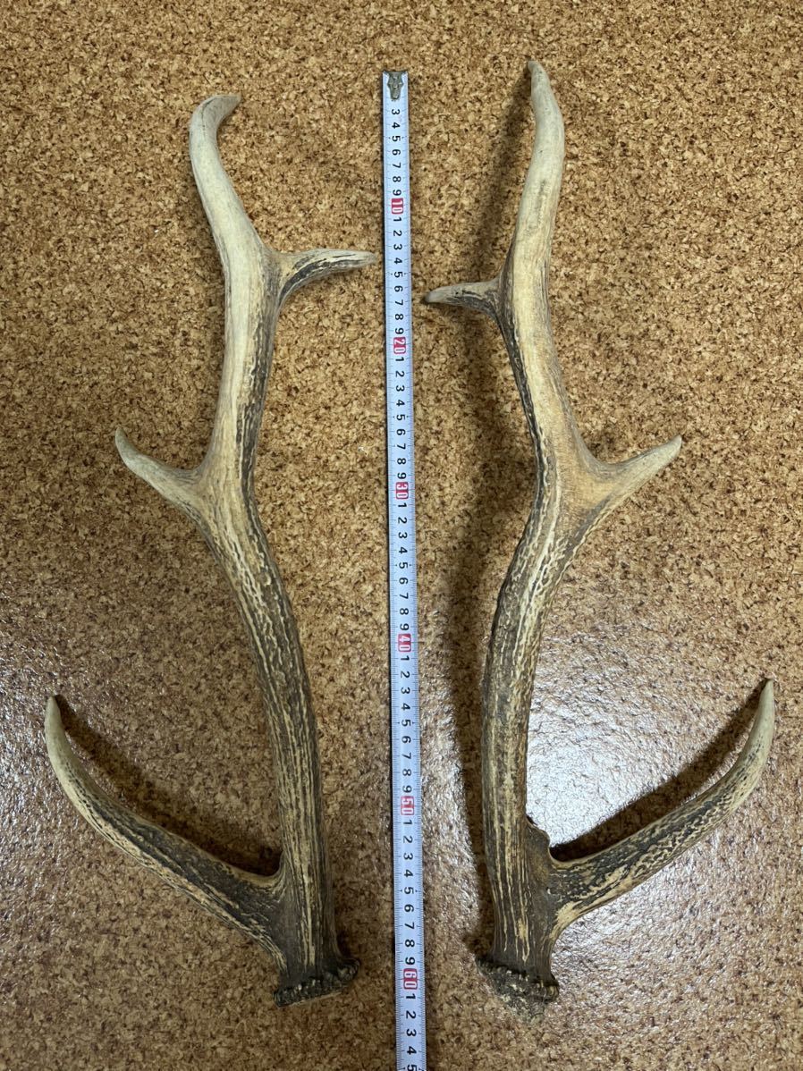 鹿の角 2本セット 現状 鹿の角 シカ 天然 蝦夷鹿 NO 飾り