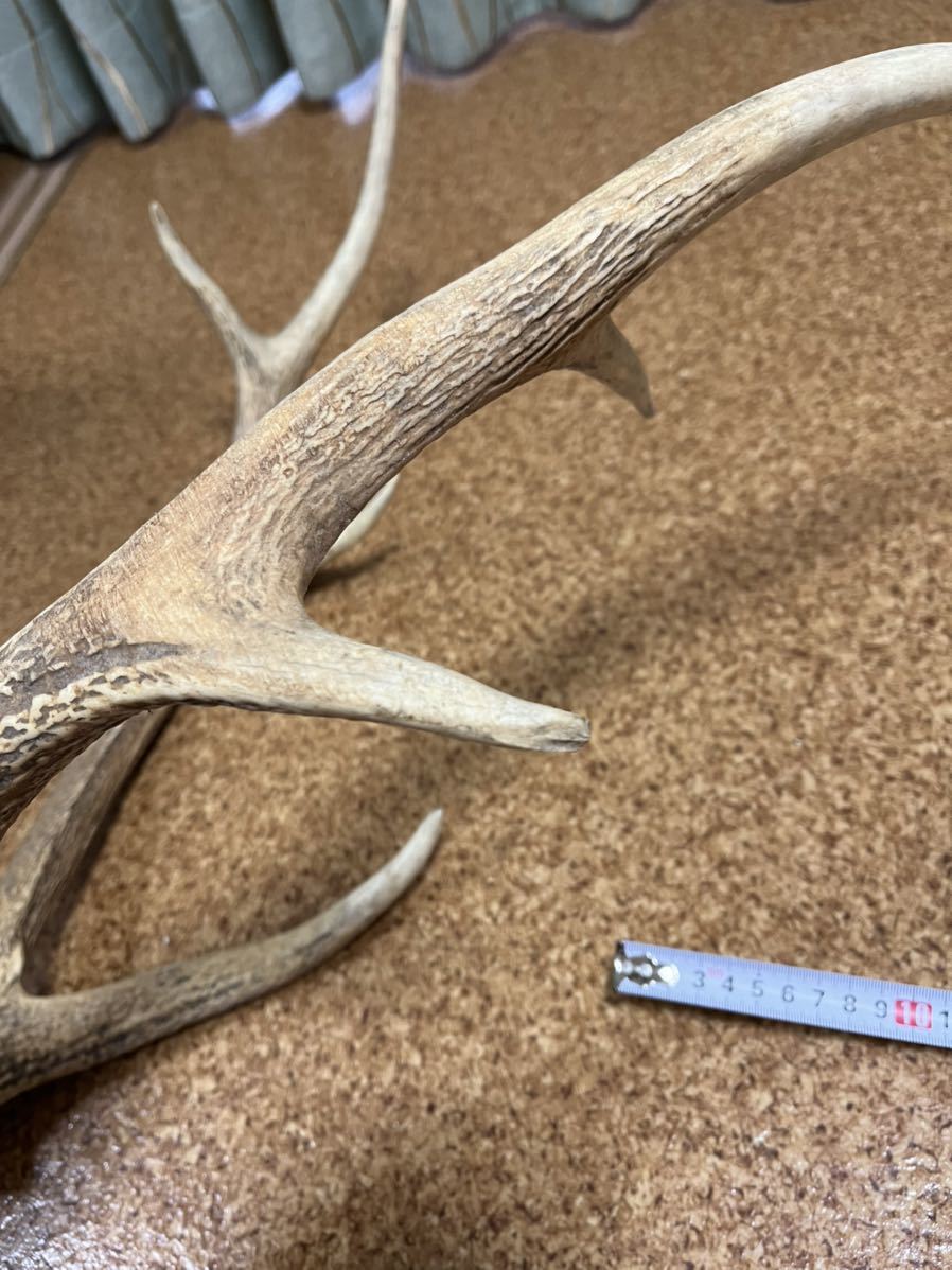 鹿の角 2本セット 現状 鹿の角 シカ 天然 蝦夷鹿 NO 飾り