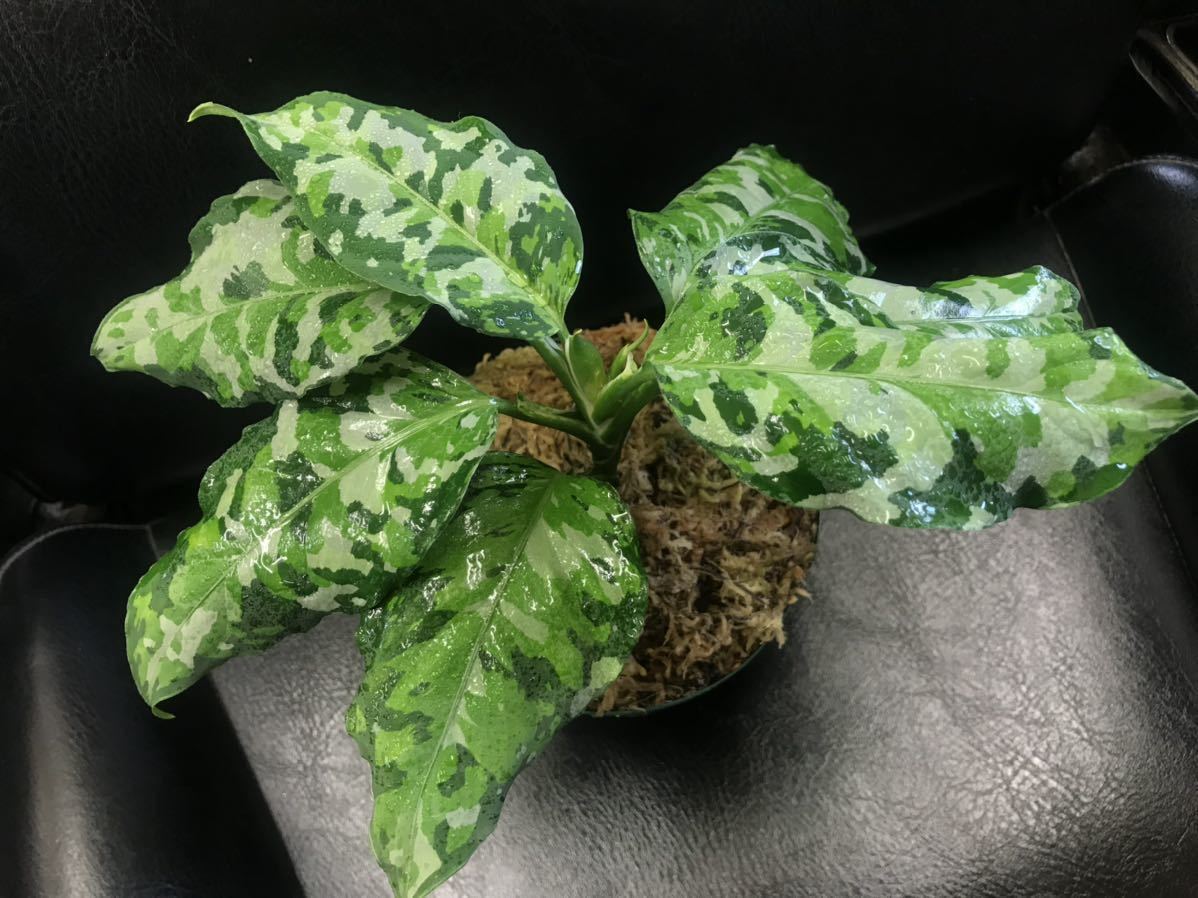 アグラオネマピクタムトリカラーアンダマンポートブレア北部地域産ID便 増殖株 Z】 Aglaonema pictum tricolor アンダマン諸島 ポートブレア 北部地域