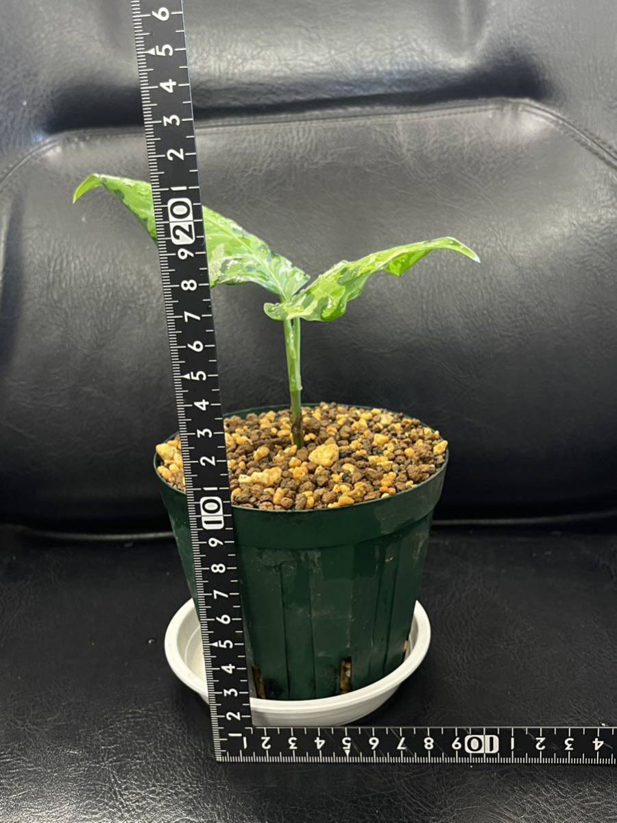 Z】 Aglaonema pictum tricolor アンダマン諸島 ポートブレア 北部地域