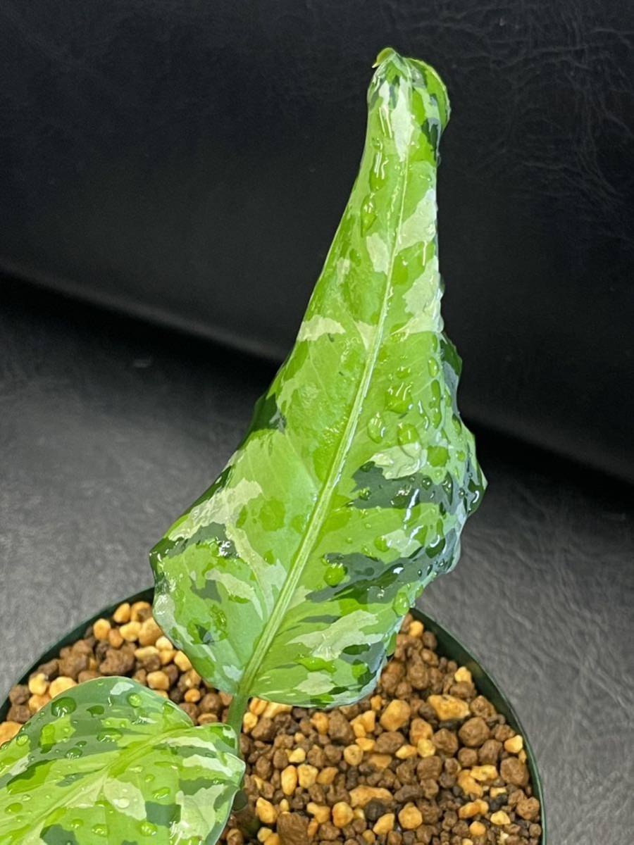 Z】 Aglaonema pictum tricolor アンダマン諸島 ポートブレア 北部地域