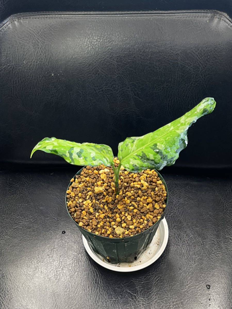 Z】 Aglaonema pictum tricolor アンダマン諸島 ポートブレア 北部地域