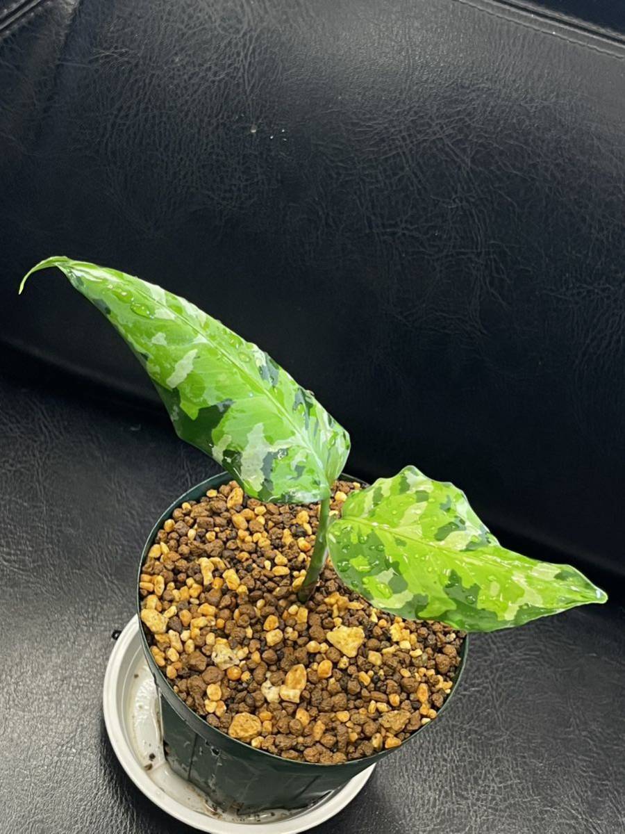 Z】 Aglaonema pictum tricolor アンダマン諸島 ポートブレア 北部地域