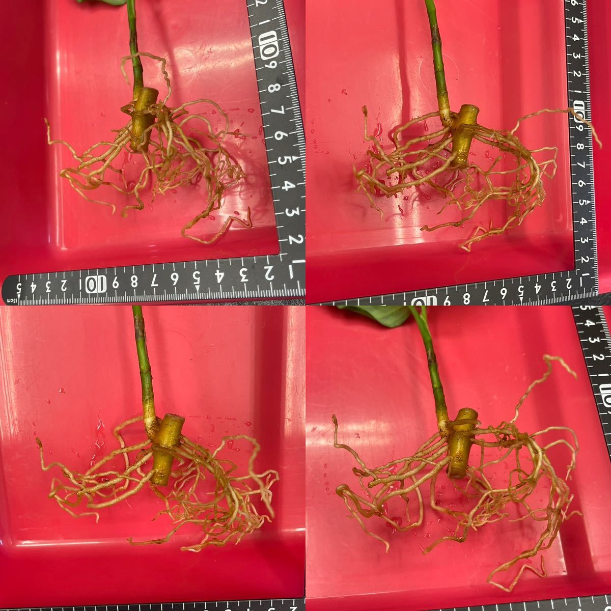 Z】 Aglaonema pictum tricolor アンダマン諸島 ポートブレア 北部地域