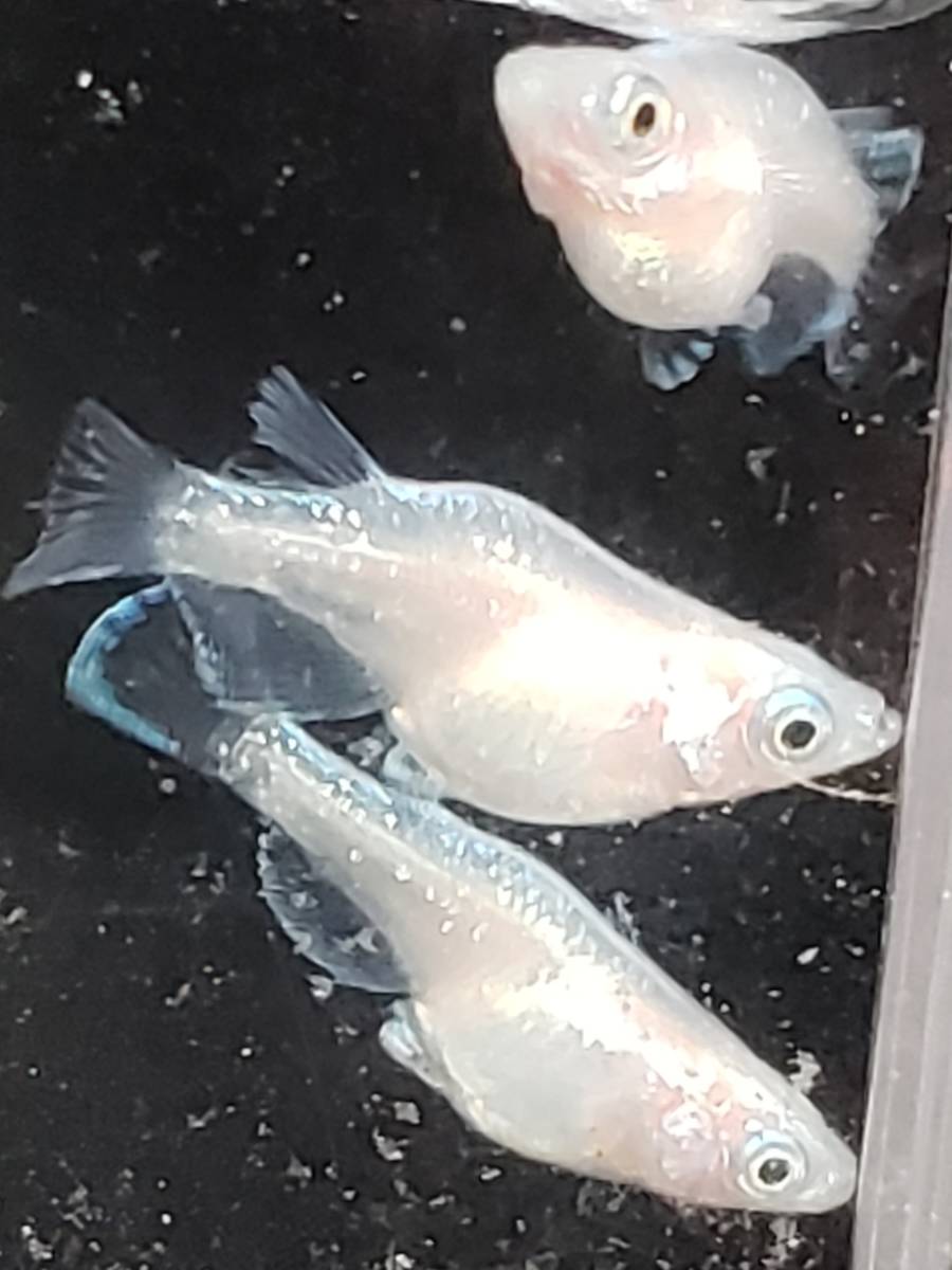 【現物出品】スーパーオパールダルマ　6匹+α　メダカ　めだか