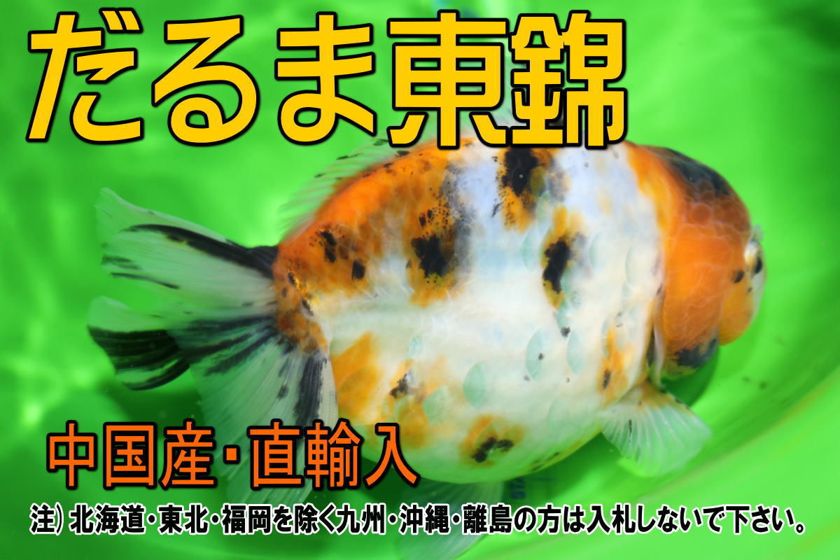 だるま東錦 その1☆全長13cm前後・中国産・写真の個体をお届け・金魚