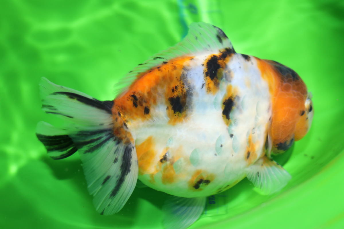 だるま東錦 その1☆全長13cm前後・中国産・写真の個体をお届け・金魚