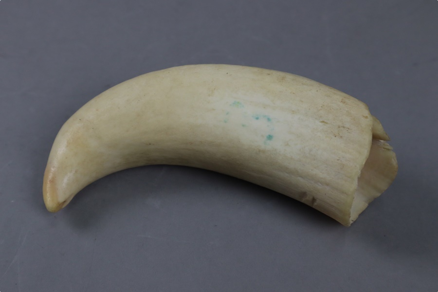 時代物 希少 マッコウクジラ歯 幅14，5cm 重287，9g・抹香鯨歯・抹香鯨