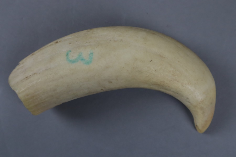 時代物 希少 マッコウクジラ歯 幅14，5cm 重287，9g・抹香鯨歯・抹香鯨