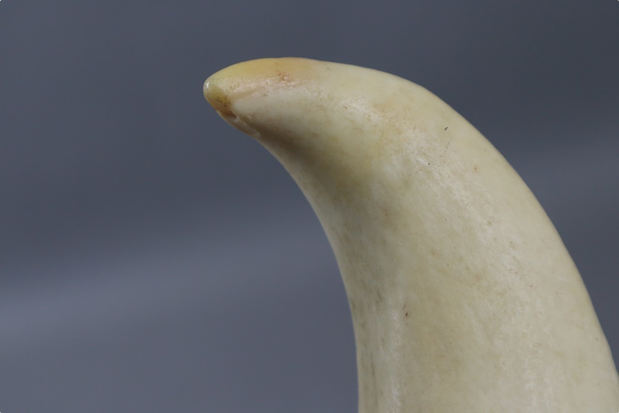 時代物 希少 マッコウクジラ歯 幅14，5cm 重287，9g・抹香鯨歯・抹香鯨