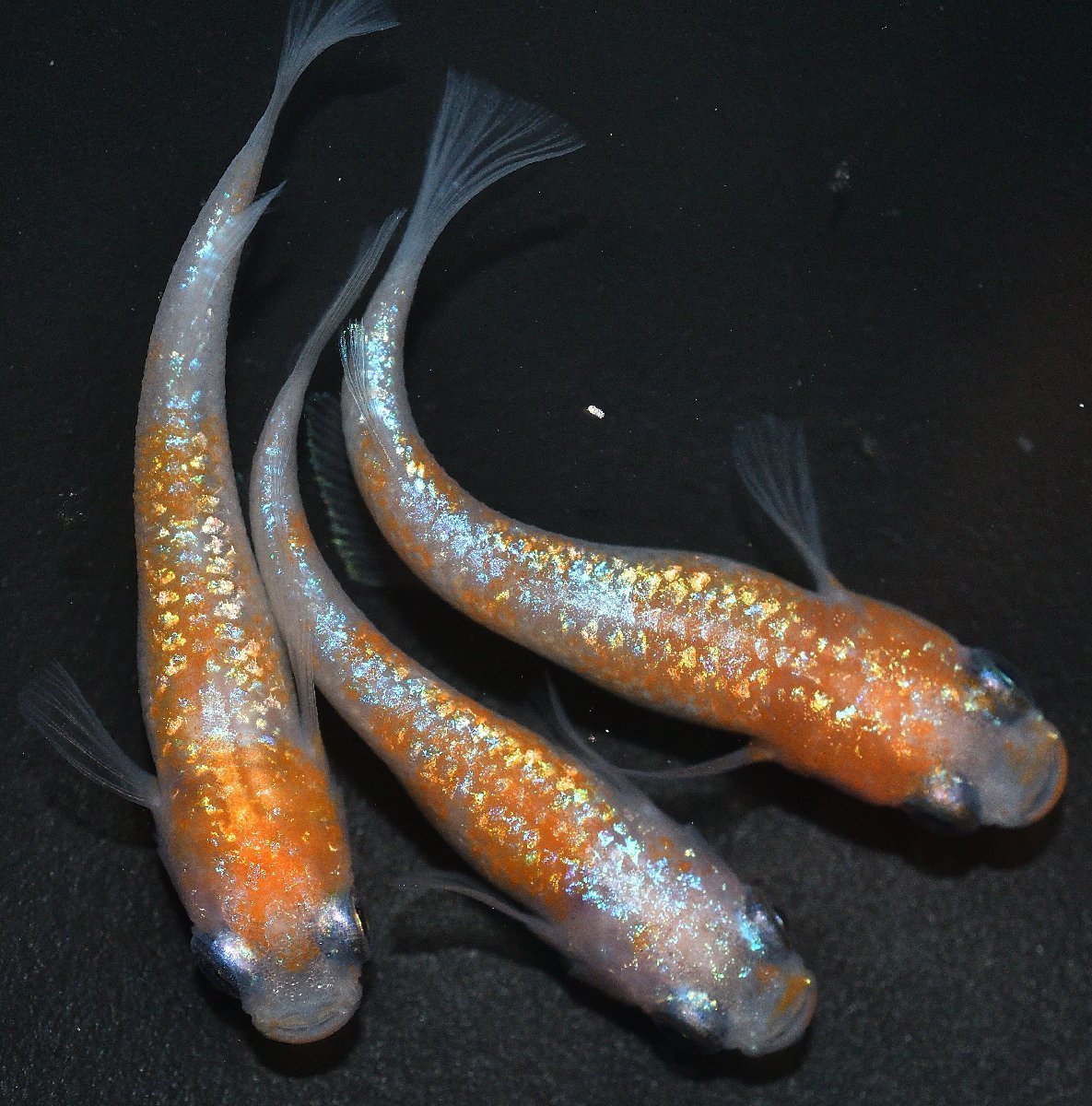 | めだか 1ペア 現物出品 王華 メス5匹 メダカファーム泉 画像 幼魚 メダカ 若魚 ユリシス ＜ メダカファーム泉遠州 蒼煌 和墨ひれ長若魚2ペア現物出品②画像