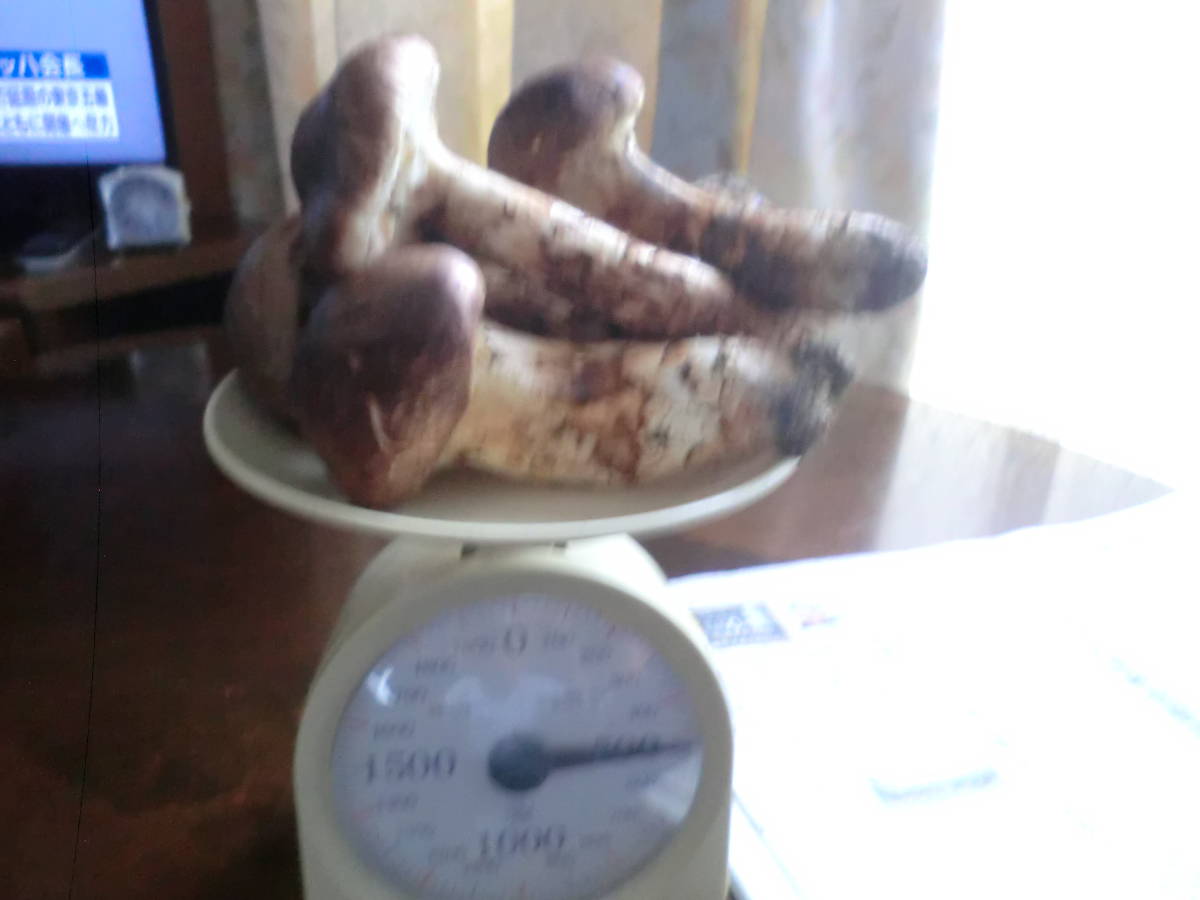 公式通販 500g 松茸 冷凍 生松茸 北海道 訳あり 国産 青森県産天然松茸