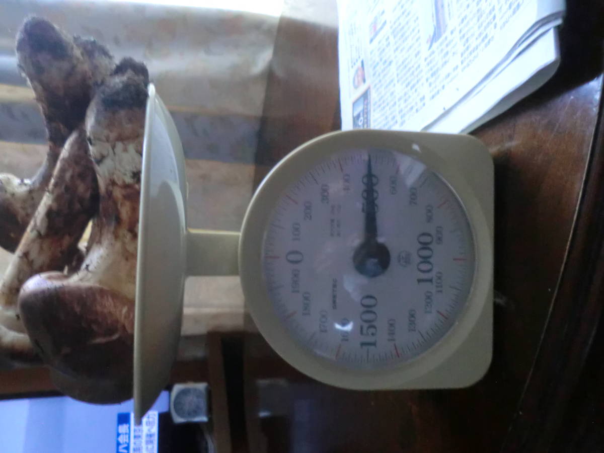 公式通販 500g 松茸 冷凍 生松茸 北海道 訳あり 国産 青森県産天然松茸