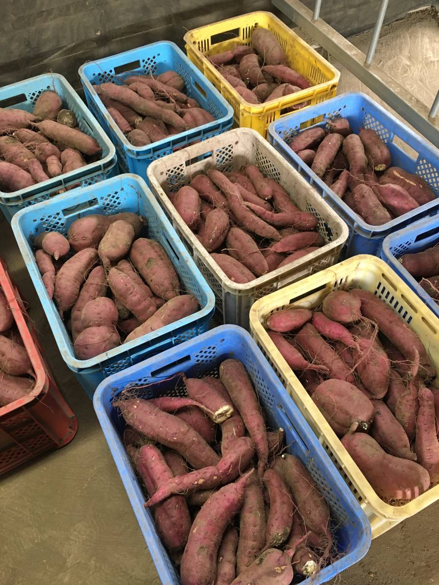 セール，新作 さつまいも 紅はるか 規格外品約20kg 農家直送(さつまいも)｜売買されたオークション情報、yahooの商品情報をアーカイブ公開 - オークファン さつまいも