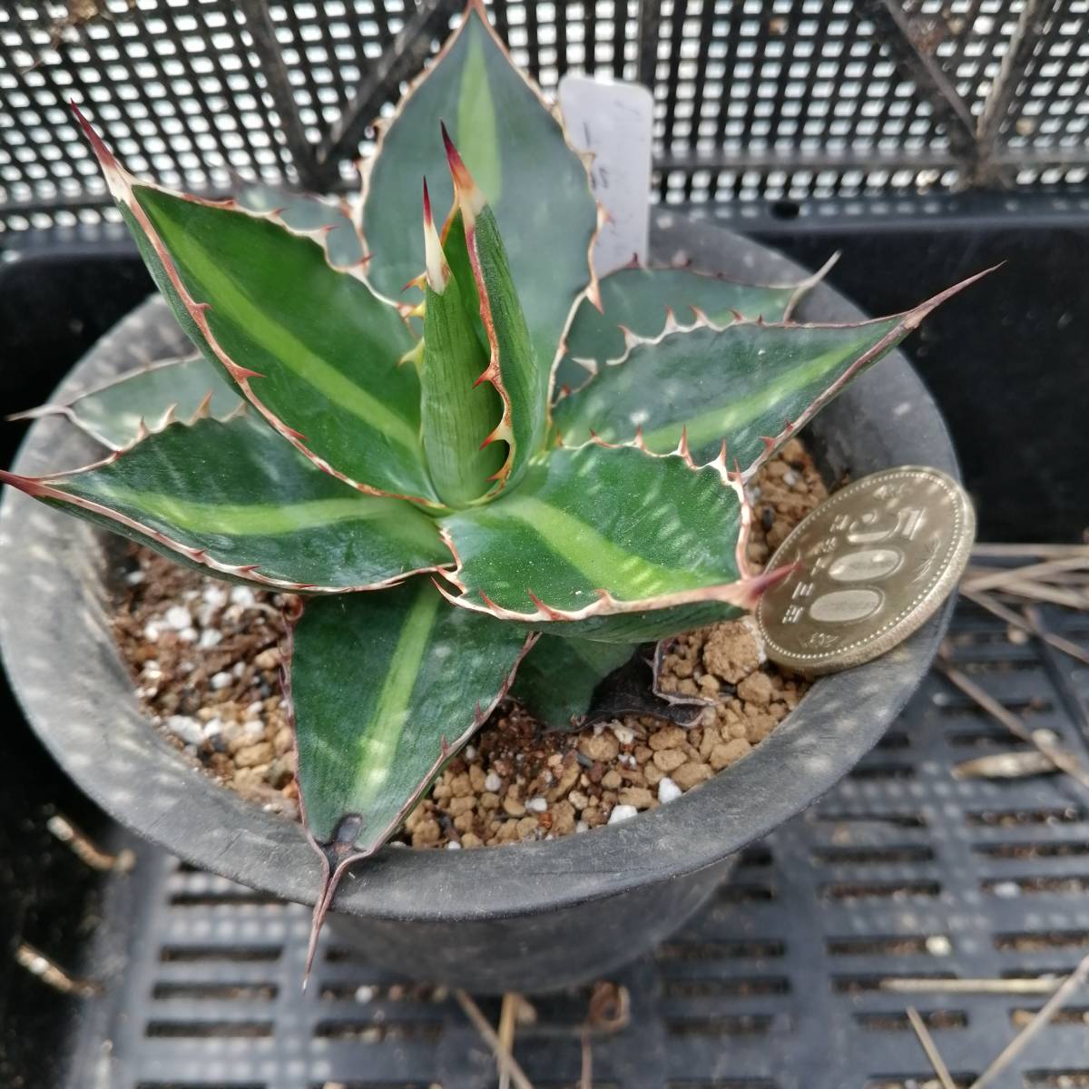 アガベ　一色万代_1