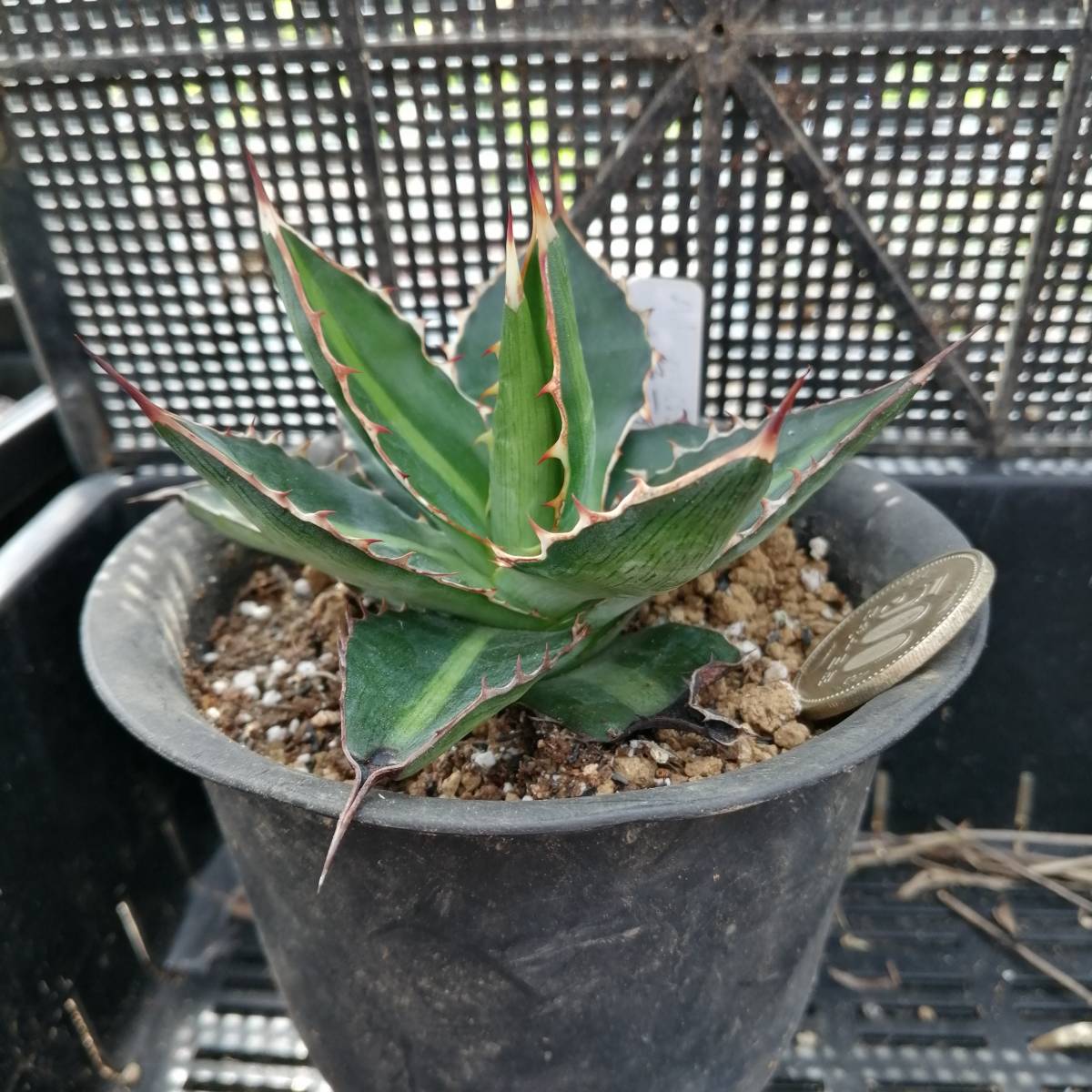 アガベ　一色万代_3