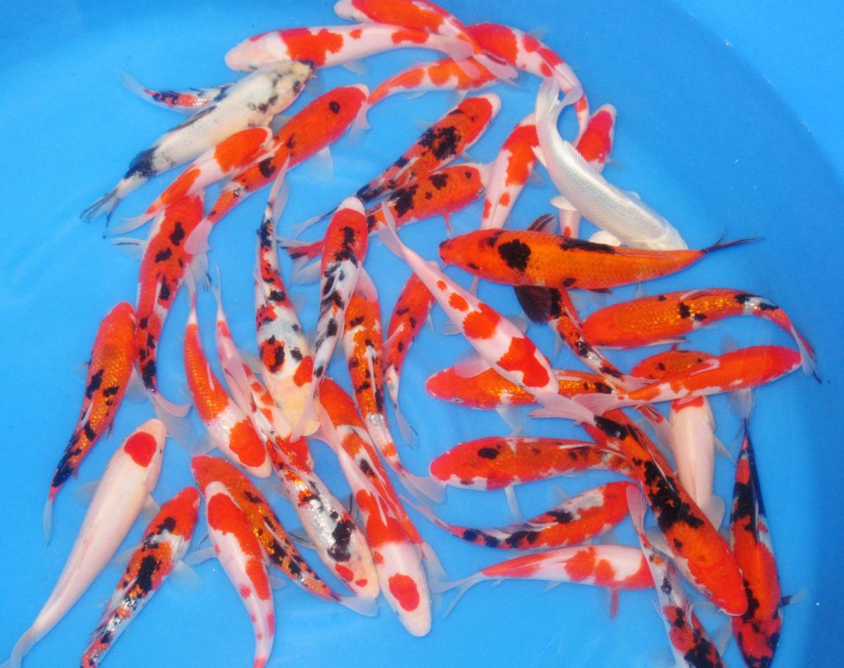 錦鯉七福【立鯉】20本(新潟)当歳、17-22cm位 特級品 　【動画有】