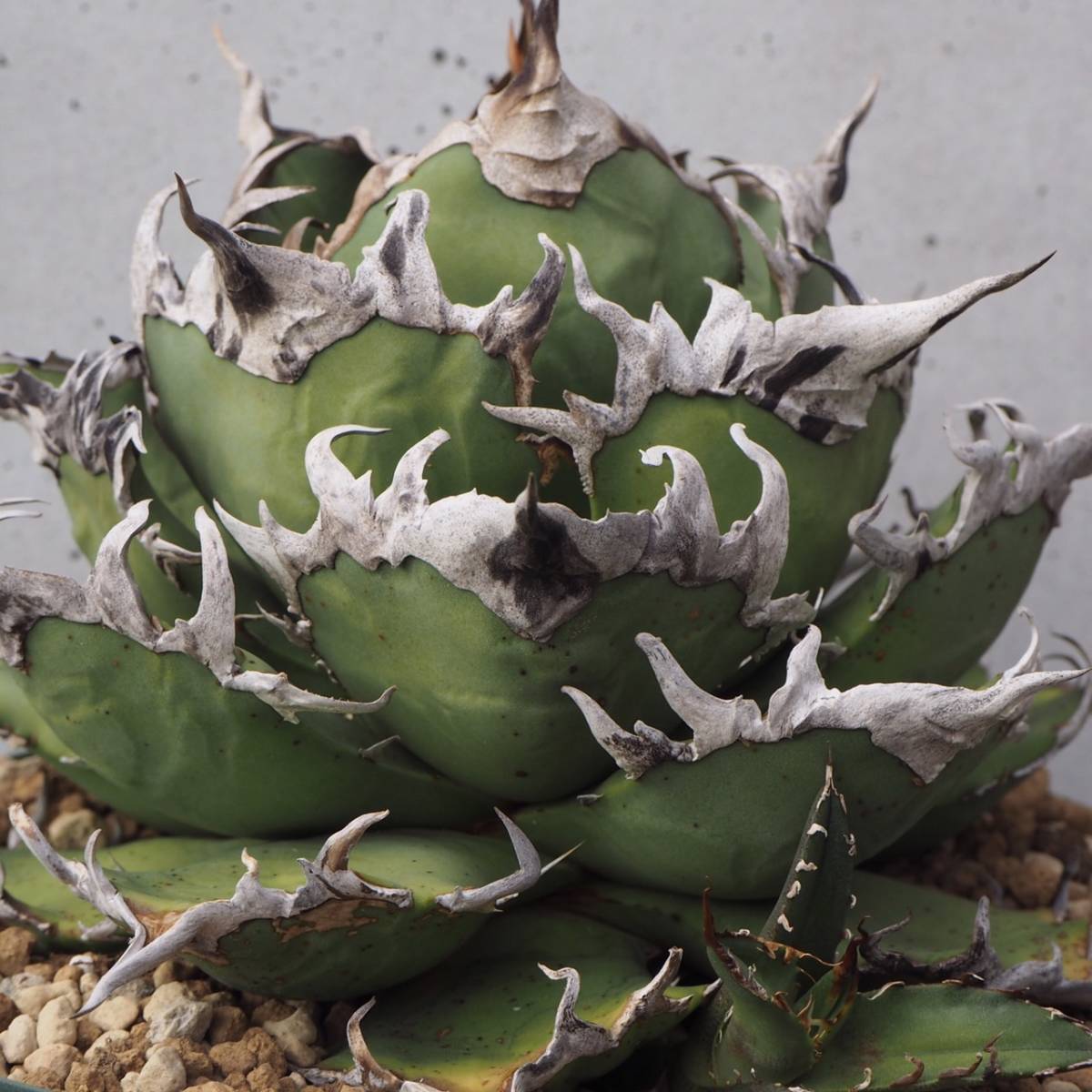 シーザー カキコ】アガベ チタノタ 'シーザー' (Agave titanota
