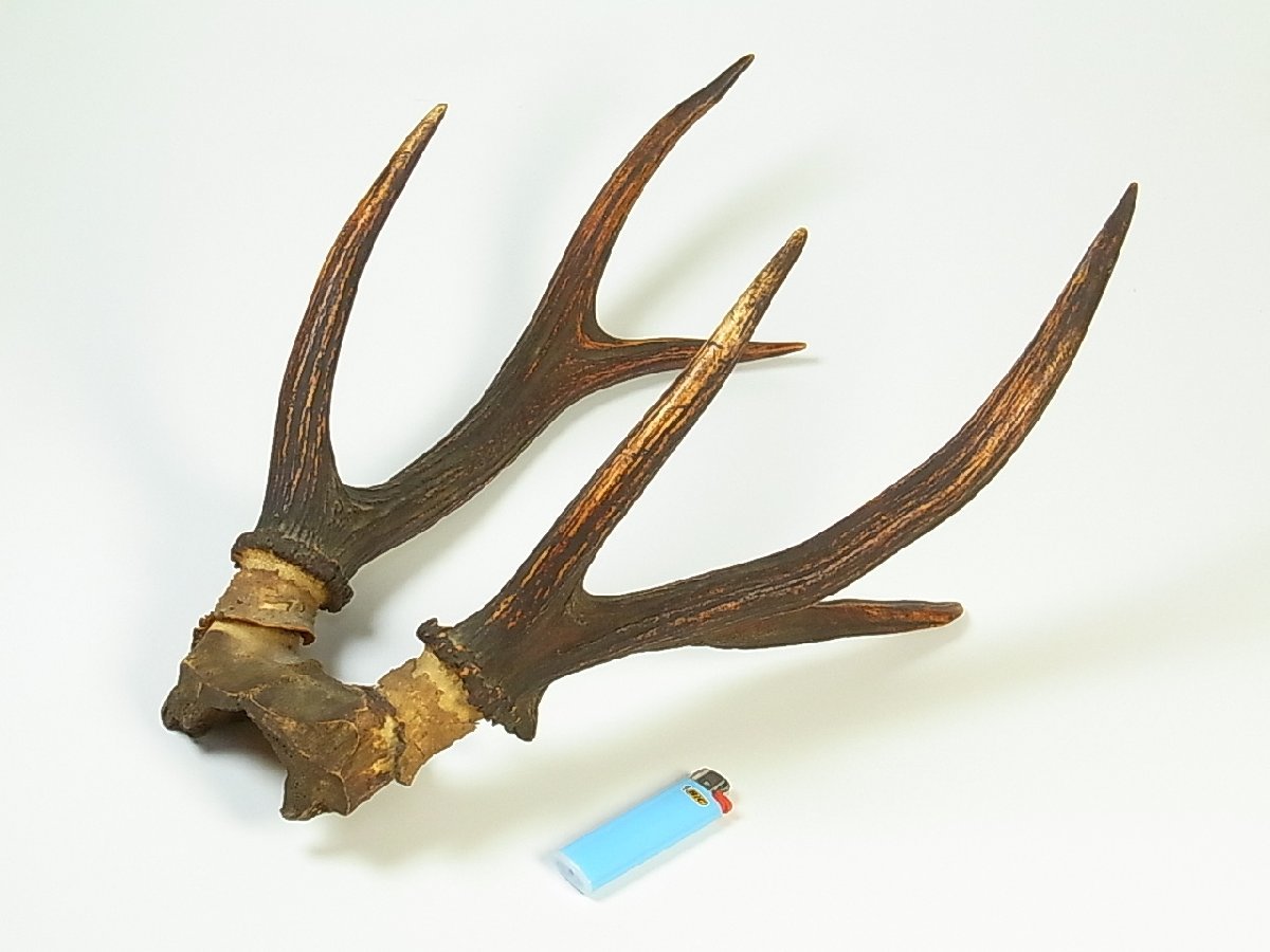 鹿の角 長さ43cm 936g 日本鹿 鹿角 鹿のツノ 検）素材 リメイク 剥製 
