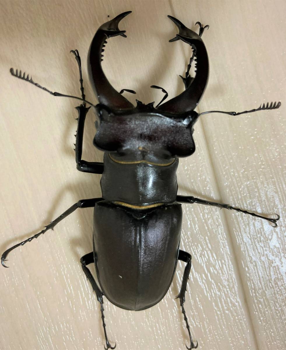 □アクベシアヌス ミヤマクワガタ ♂74.5mm単品 ◇◇ アクベシアヌス