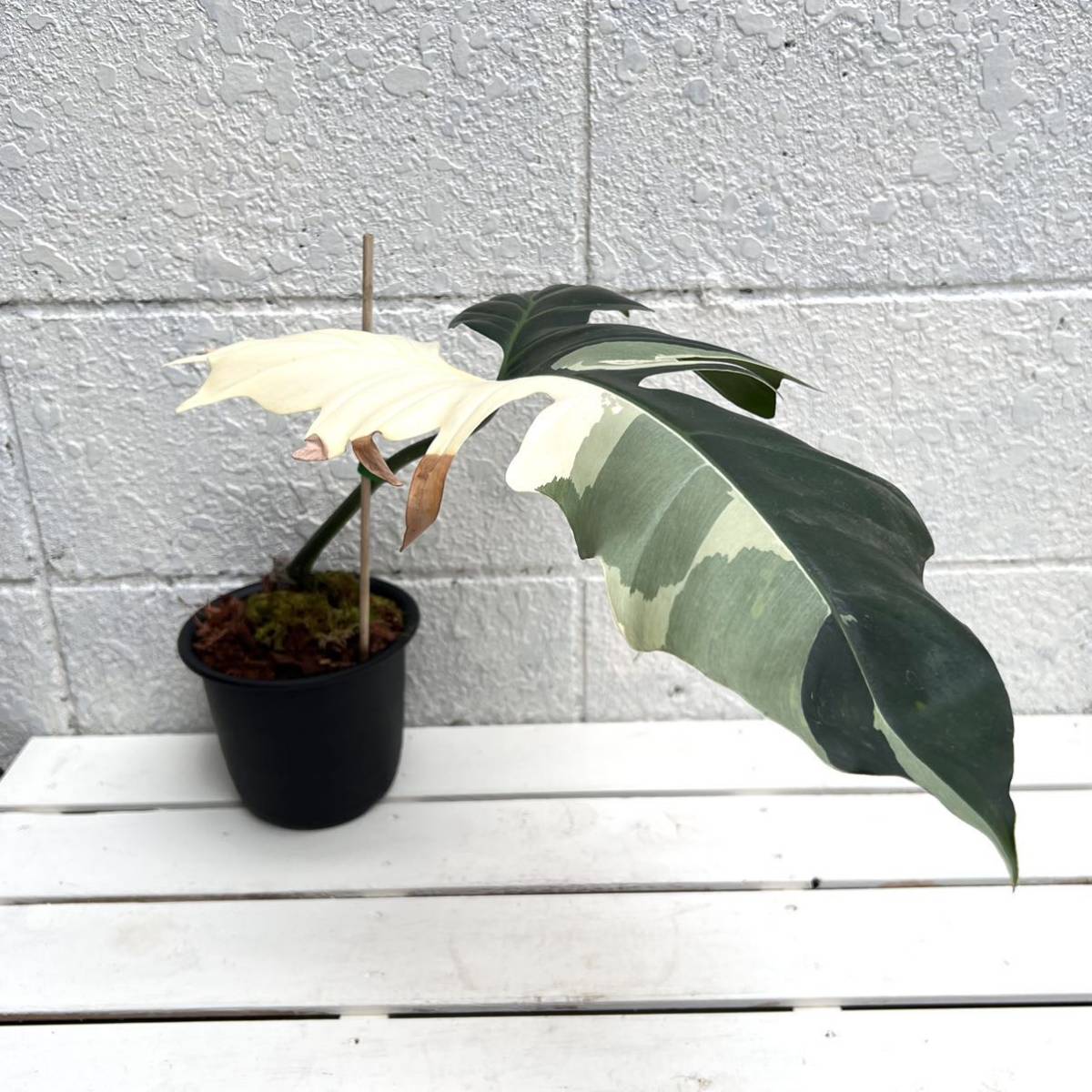 レア！Philodendron Golden dragon variegated フィロデンドロン
