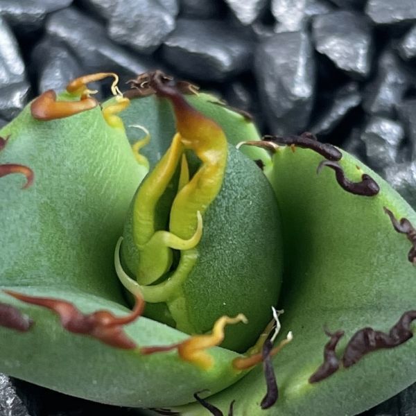 観葉植物 ANアガベ チタノタ 特選 多肉植物 オテロイ 極上状態