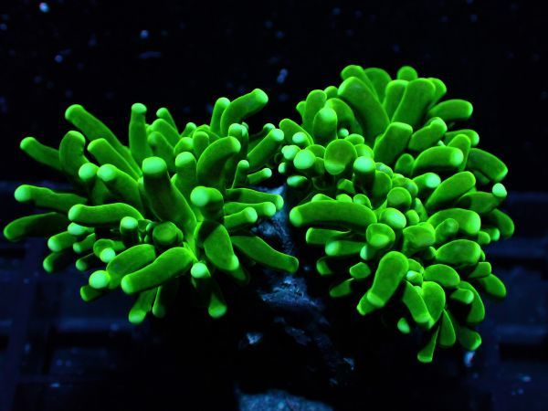 【Coral Mantis】1011　フラワーコーラル　グリーン　同時出品サンゴ多数！