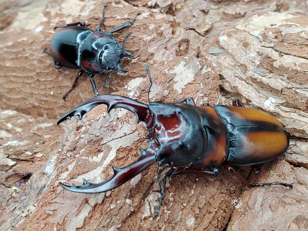 ミラビリスノコギリクワガタ【新成虫】♂♀ペア ミラビリス ♂60 