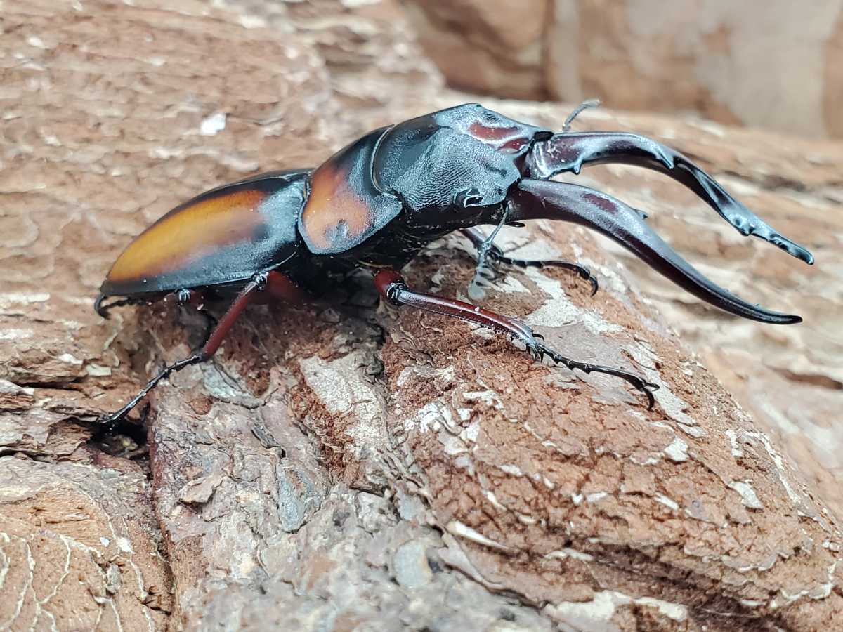 ミラビリスノコギリクワガタ【新成虫】♂♀ペア ミラビリス ♂60 