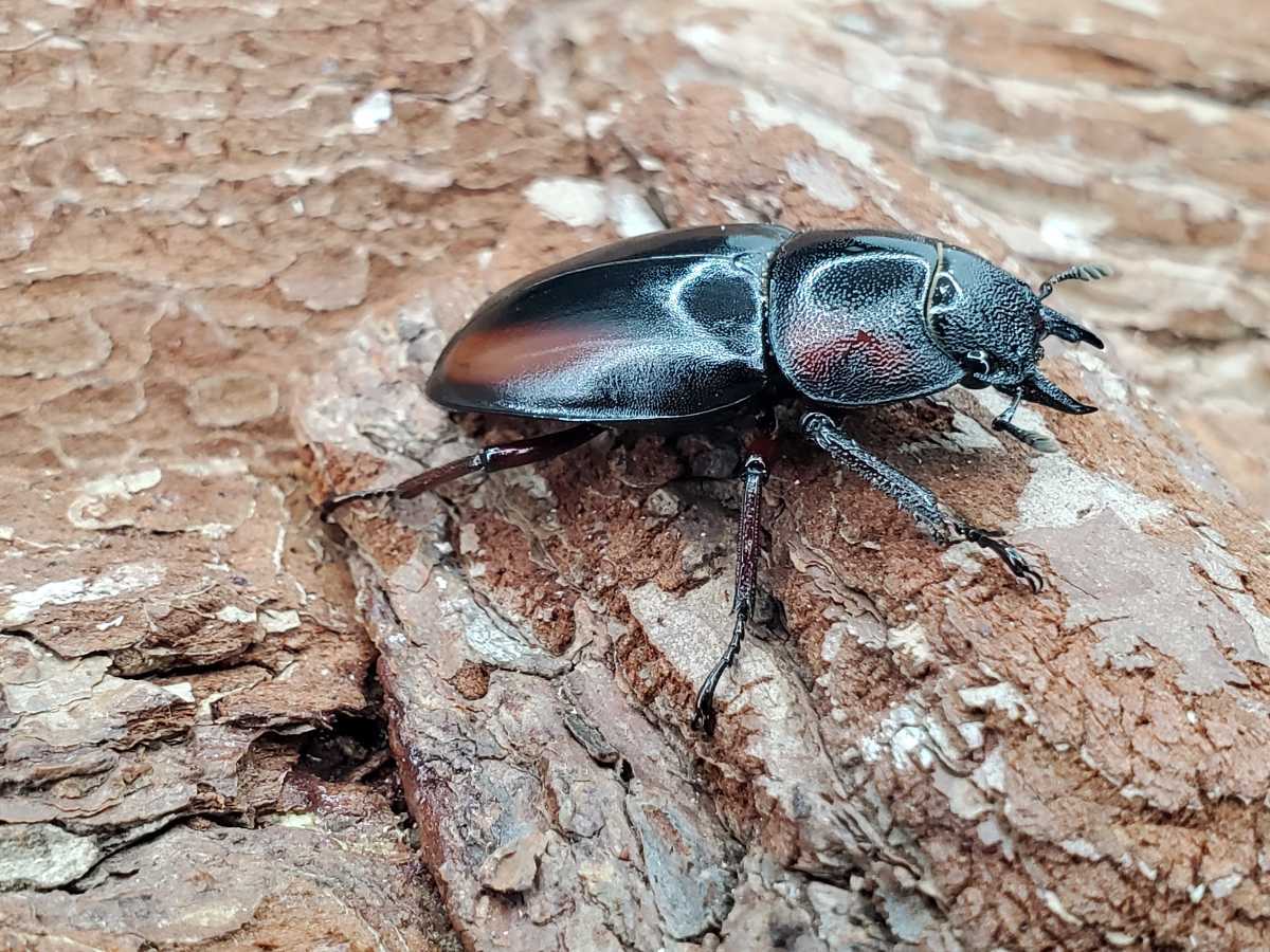 ミラビリスノコギリクワガタ【新成虫】♂♀ペア ミラビリス ♂60 
