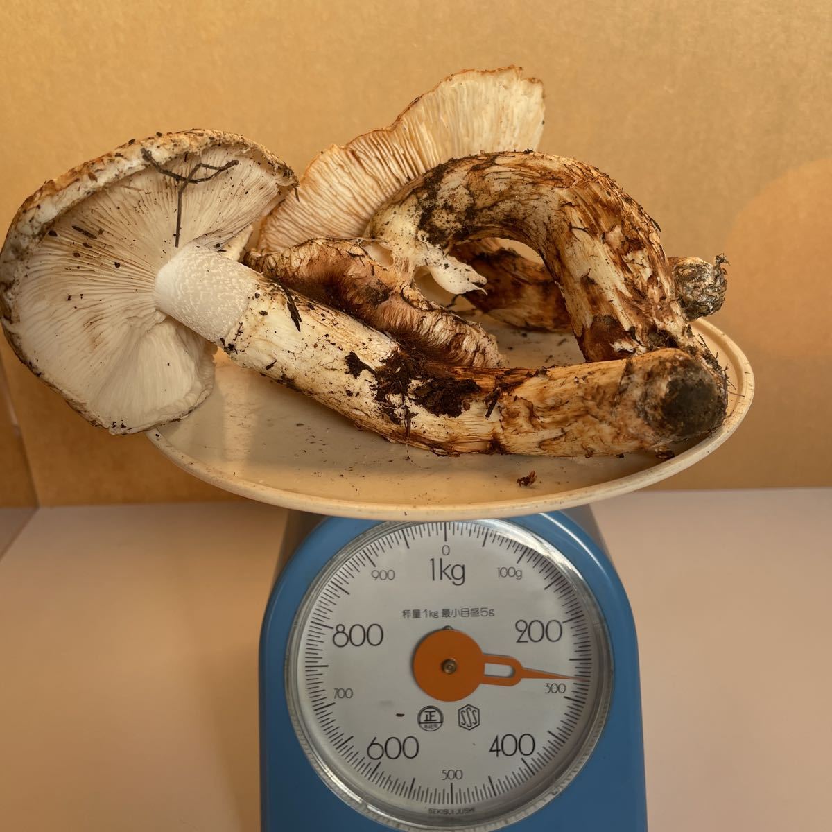 マツタケ 松茸 南信州産 公式通販 まつたけ 長野 国産 長野県産 2等級～3