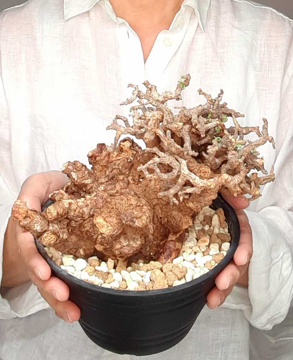 発芽済】ケラリア ピグマエア Y028 Ceraria pygmea 鉢植 現地株 塊根
