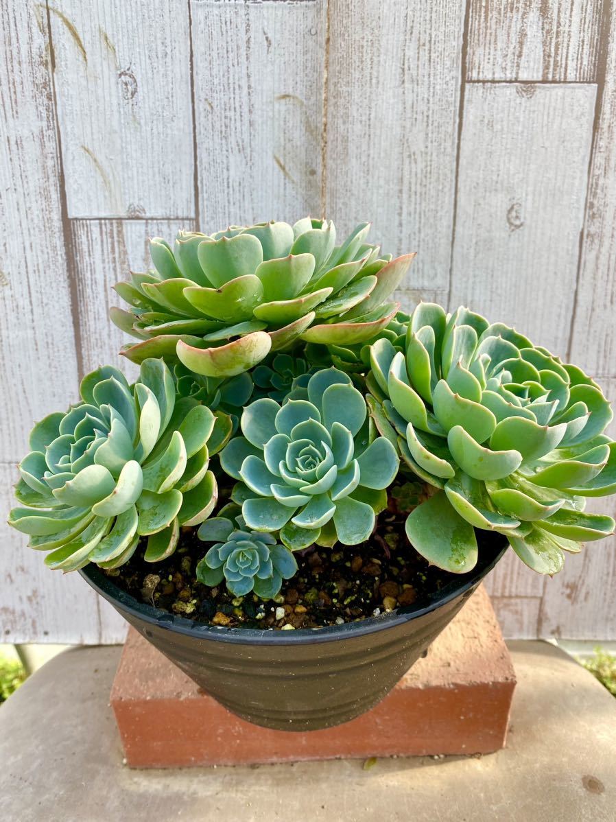 多肉植物もりもり♡シリーズ寄せ植えミニセットF 2週間ほど前に