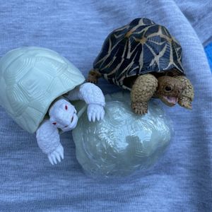 ホウシャガメの値段と価格推移は 8件の売買情報を集計したホウシャガメの価格や価値の推移データを公開