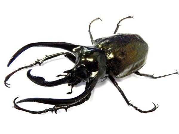 性別判定あり幼虫】ミンダナオ産 アトラスオオカブト 幼虫2匹（オス×2 