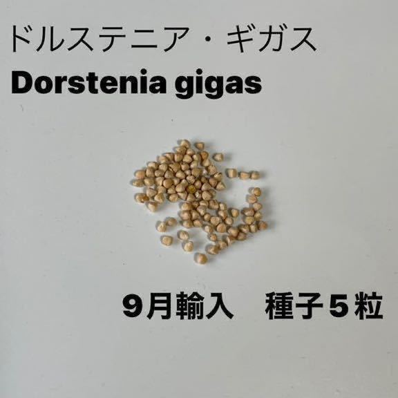 ドルステニア ギガス Dorstenia | 種ドルステニア・ギガス[2026年