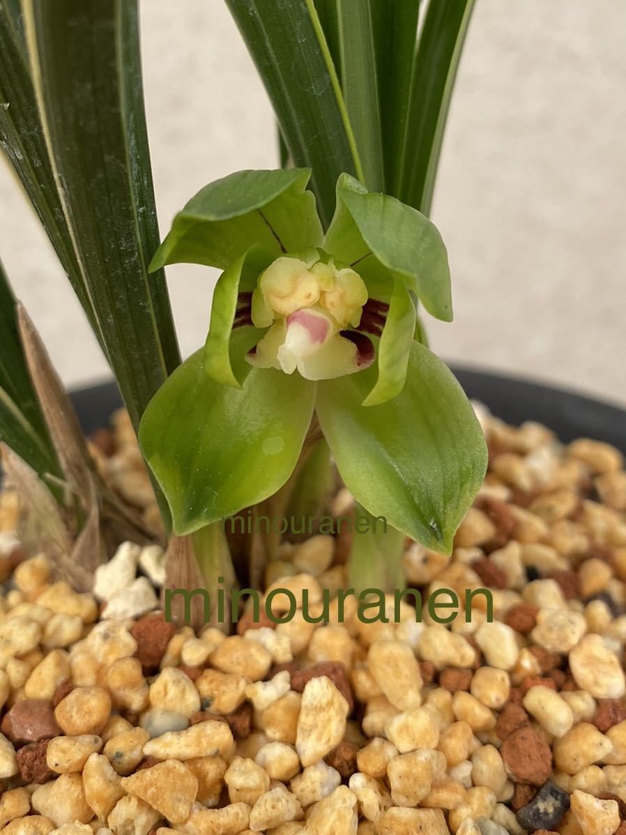 富貴蘭錦鉢 長生蘭・石斛花物用、牡丹 未使用 | EMSICS.COM