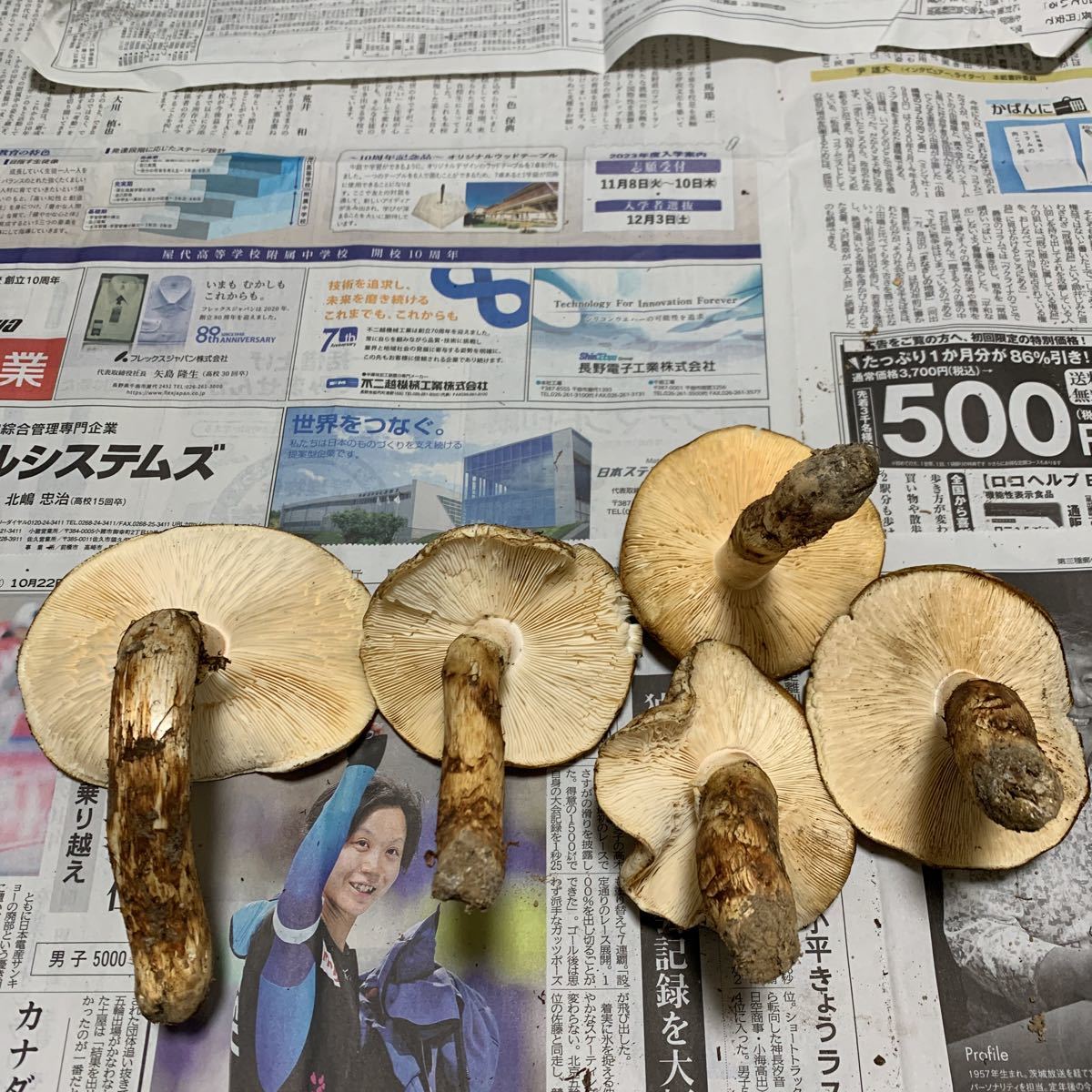 信州松茸屋 | 茸王-松覇 松茸 長野県産 10⁄14 国産