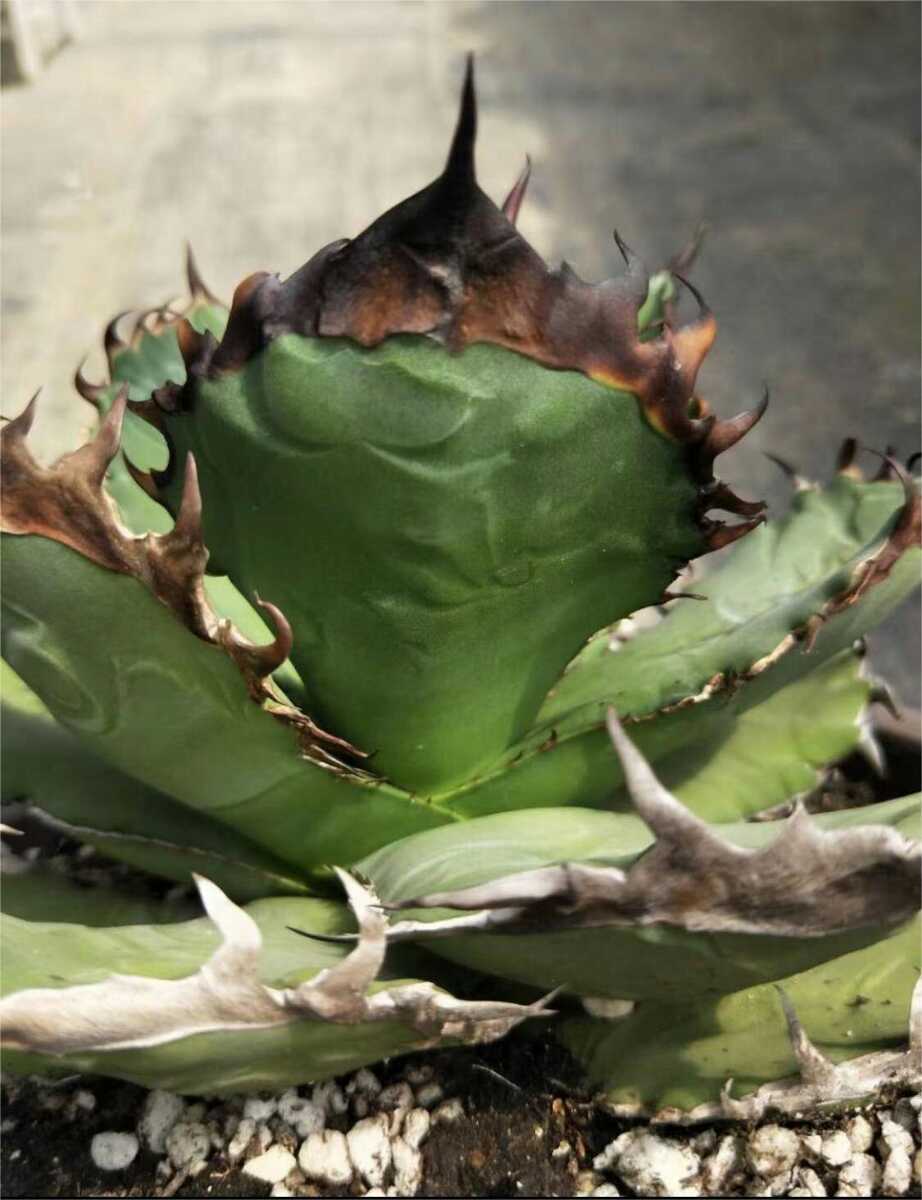 Y*a様 164 アガベ ホリダ 極上株 極上強刺 Agave horrida Y*a様 164