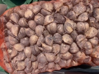 青森県 にんにく種子20Kg M 消毒済み 【食べれません】 消毒済み 青森