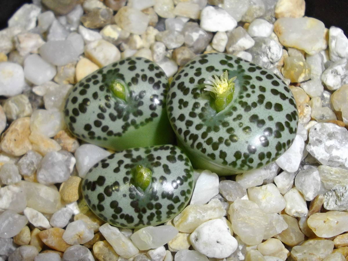 コノフィツム　オブコルデルム　実生 コノフィツム オブコルデルム 実生(若冲×C-1) ② / Conophytum