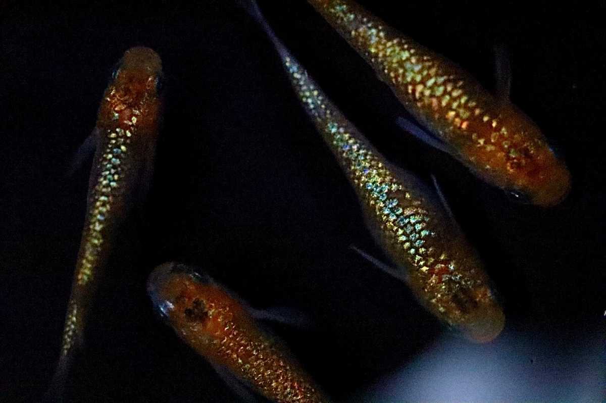 g1063046244.4