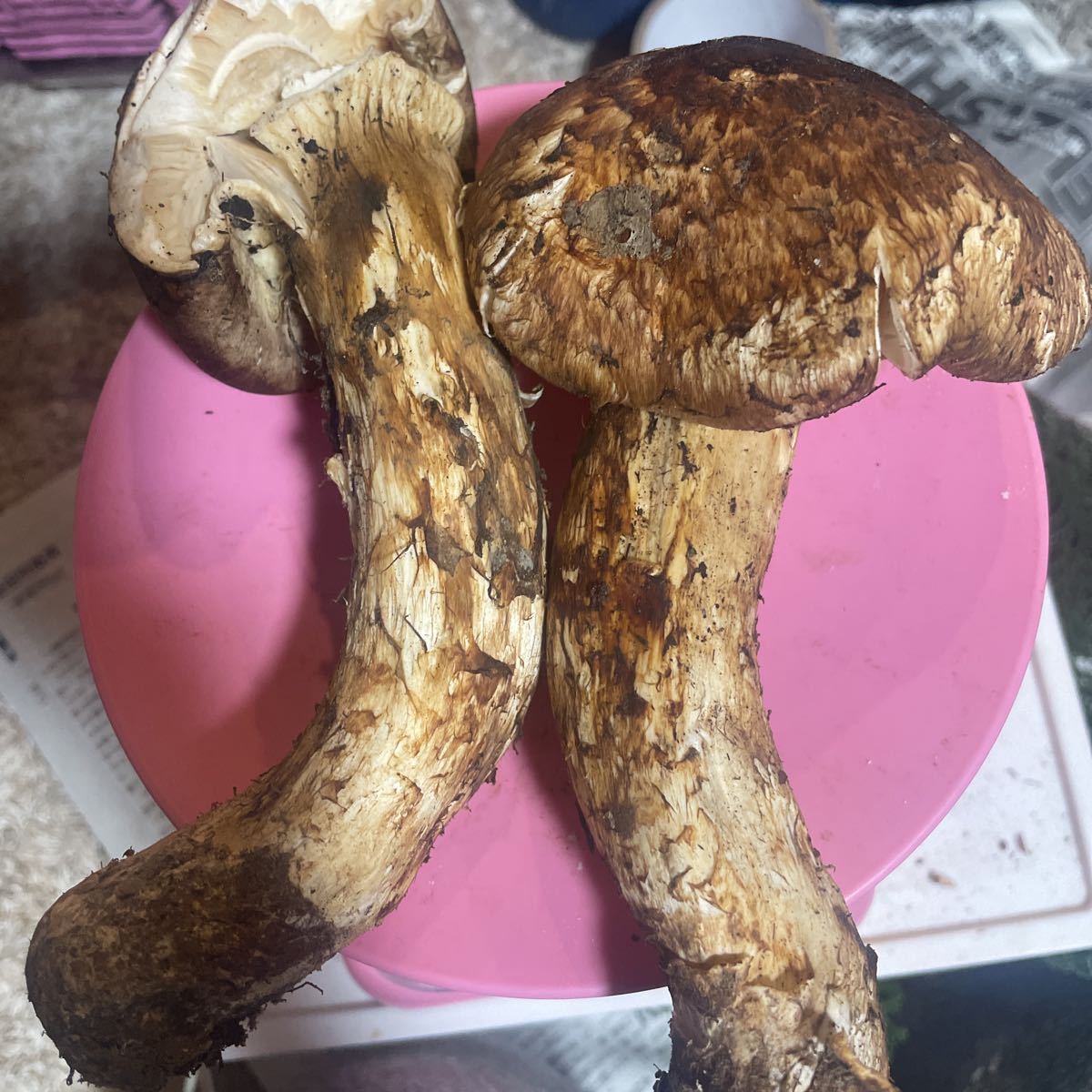 ①超特大わん松茸傘壊れ折れあり 一円スタート売りきります 地山松茸(マツタケ)｜売買されたオークション情報、yahooの商品情報をアーカイブ公開 - オークファン マツタケ