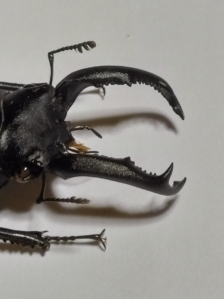 標本　値下げ可 大型 野外品アマミシカクワガタ ♂41.2mmペア 標本 値下げ可 大型 野外品アマミシカクワガタ ♂41.2mmペア 標本・展足