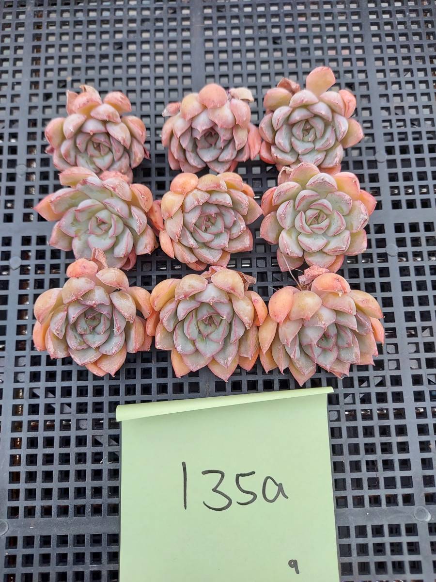  1018-ZKC135aフィオナ9個 多肉植物 韓国 エケベリア 11/4発送(サボテン)｜売買されたオークション情報、yahooの商品情報をアーカイブ公開 - オークファン サボテン