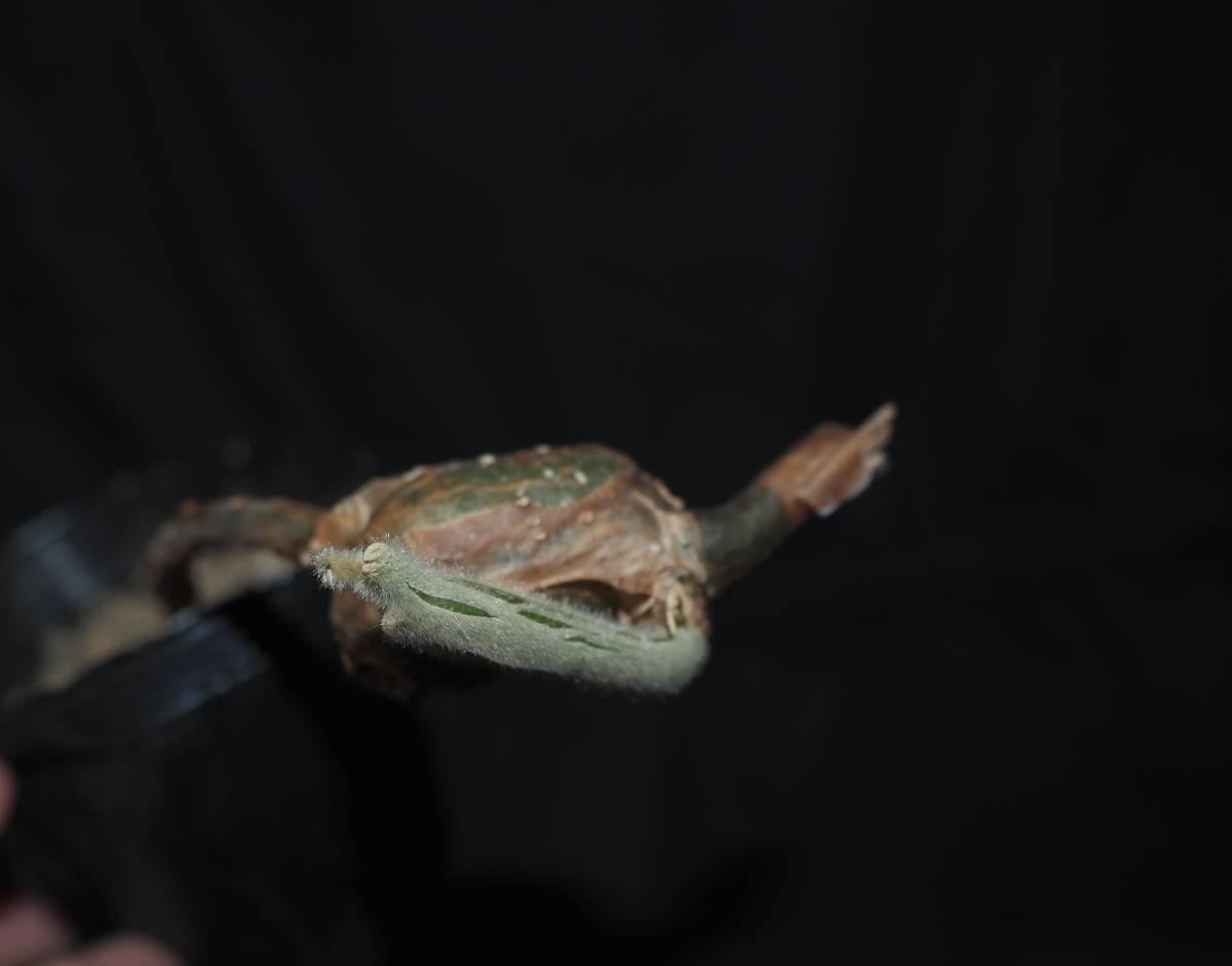 可愛いカエル2です 食用になる珍種塊根つる植物 Chasmanthera dependens【コーデックス