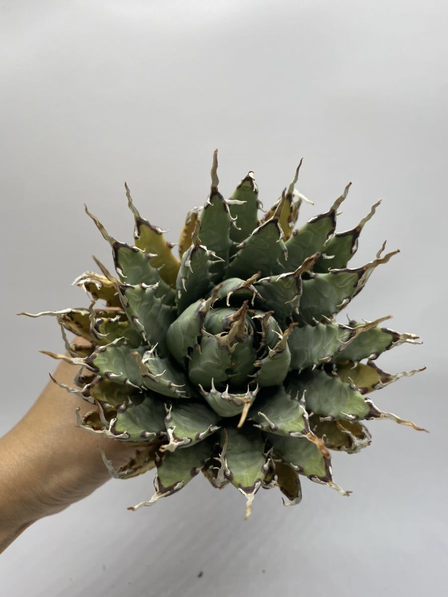 アガベ ユタエンシス 陽炎蕾形厚肉粗曲棘 Agave 大株 エボリスピナ S806-17